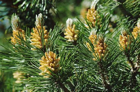 white pine tree   plant  care   white pine tree