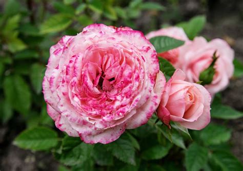 Arbustos De Rosas Cor De Rosa Florescem No Jardim Imagem De Stock