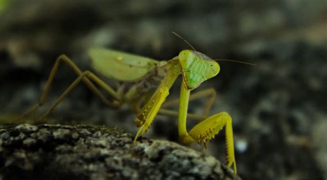 Top 999 Praying Mantis Wallpaper Full HD 4K Free To Use