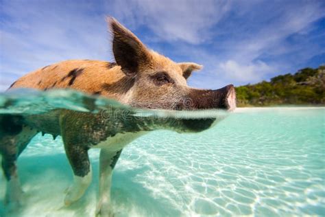 Swimming pigs of Exumas stock image. Image of scenery - 37654887