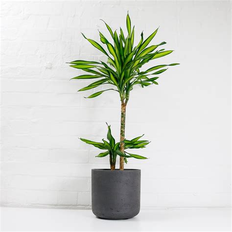 Dracaena Riki And Pot Buy Indoor Plants Uk Oxy Plants