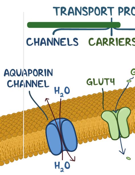 Cellular Structures and Processes Notes: Diagrams & Illustrations | Osmosis