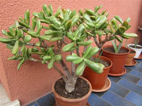 Planta Jade Origem Significado Como Cuidar E Plantar