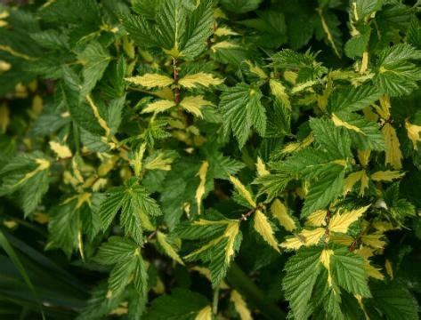 Filipendula Ulmaria Variegata Variegated Meadowsweet Unusual