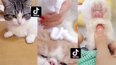 Satisfying Kitties Cleaning Asmr Tiktok Compilation 🧼 Bubbles Asmr