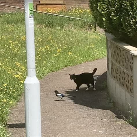 正真正銘「だるまさんがころんだ」してる猫、鳥に追われて知らぬ間に 猫ジャーナル