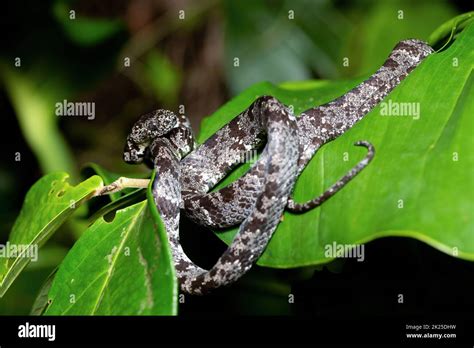 Clouded Snake Sibon Nebulatus Tortuguero Costa Rica Wildlife Stock