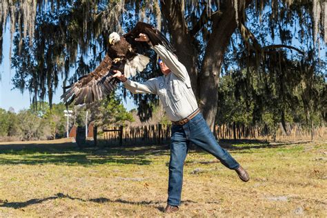 Bald Eagle Released Back Into The Wild After Treatment At Uf And