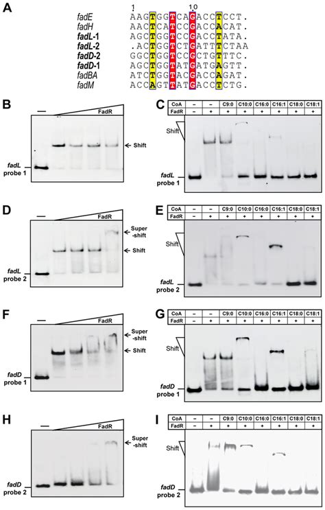 E Coli Fadl And Fadd Both Carry Two Functional Fadr Binding Sites A