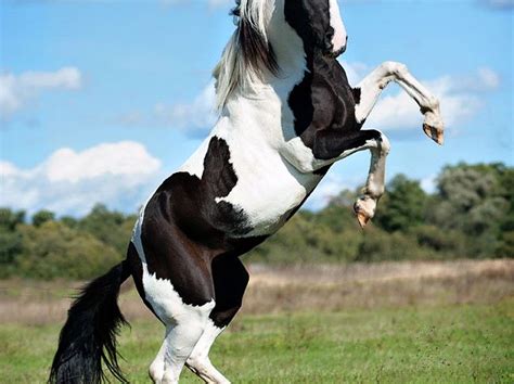 Beautiful Black White Horse Download Wallpapers Black And White Horse