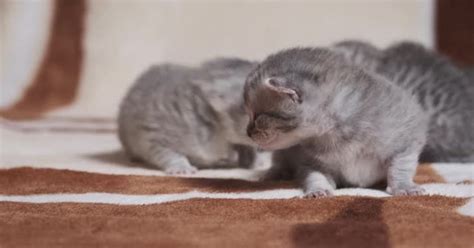 Newborn Tabby Kittens With Fluffy Fur Crawls And Meows On A Blanket Closeup Nature Stock