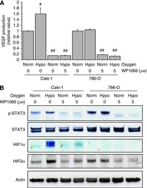 Wp Downregulates Hif And Hif Expression And Reduces Vegf