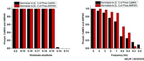 Phosphorylated Camkii And Ampar With Variable Amplitude Left Panel