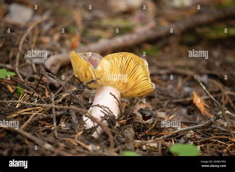 Kingdom Fungi Division Basidiomycota Class Agaricomycetes Order