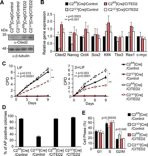 Cited2 Knockout Defects In Embryonic Stem Cells Esc Are Rescued By