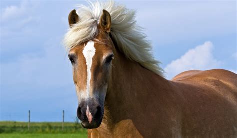 Haflinger Horse Breed Profile - Color, Temperament & Price - Helpful Horse Hints