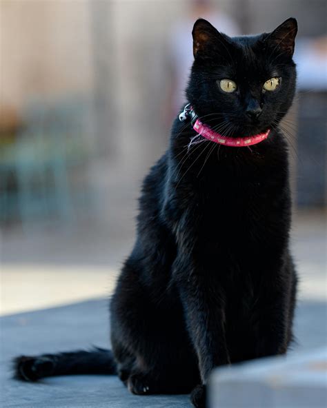 Black Pets Photos, Download The BEST Free Black Pets Stock Photos & HD
