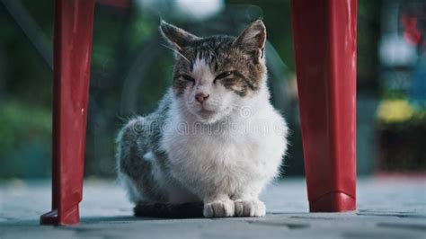 Portrait Of A Homeless White Grey Cat Sitting In A City Street Looking