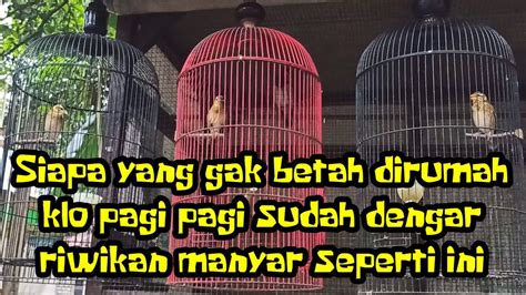 Burung Manyar Ngeriwik Seperti Ini Saja Sudah Sangat Puas Manyar