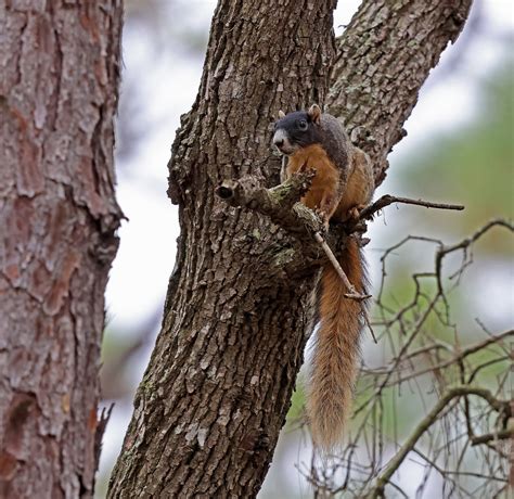 Shermans Fox Squirrel Sciurus Niger Shermani The Sherma Flickr