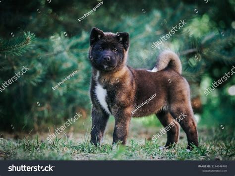 American Akita Cute Puppy Outside Beautiful Stock Photo 2174346705