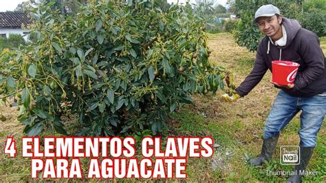 AUMENTA El Cuaje De FRUTA En Tus ARBOLES De AGUACATE YouTube