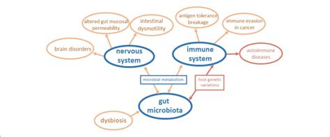 Schematic Diagram Of The Basic Nervous System