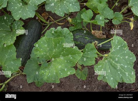 El calabacín verde grande crece en un campo orgánico vista superior