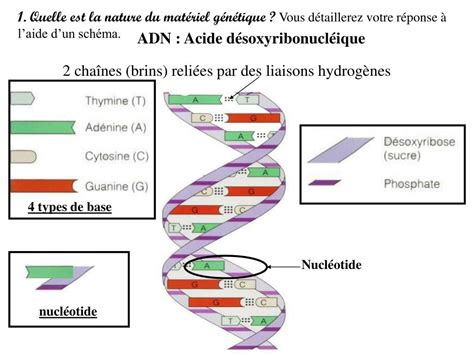 Ppt Fiche De Rappel Pour Le Chapitre Stabilit Et Variabilit Des