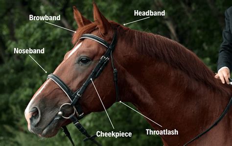 Parts Of A Horse Bridle Explained Your Horse