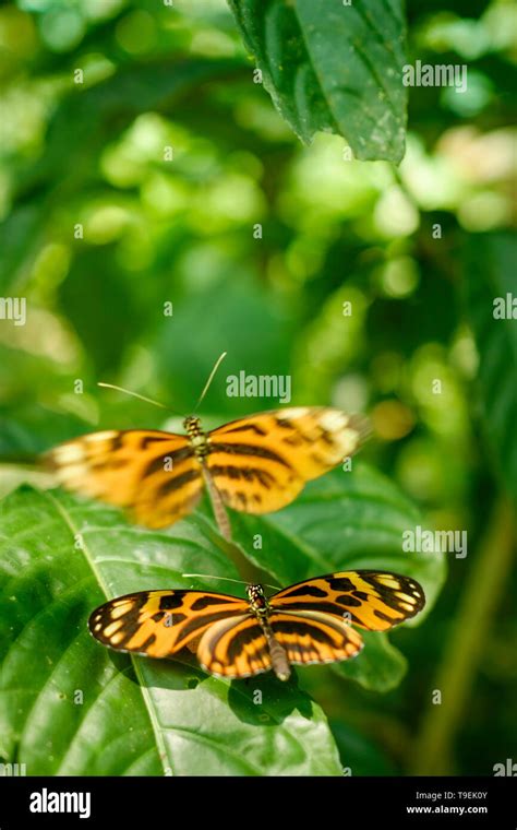 Hermosa Stalachtis calliope comúnmente conocida como Tigre peruano al