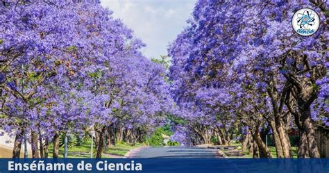 Estas Son Las Impresionantes Propiedades De La Jacaranda Que Todos Necesitamos Conocer