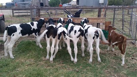 Get The Basics Of Calf Rearing Right Farm Online Farmonline