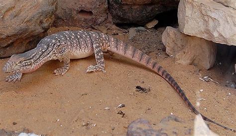 What Animals Live In The Sahara Desert