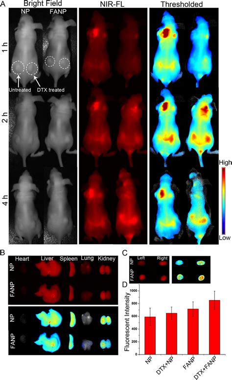 A In Vivo Fluorescence Imaging Of The A549 Tumor Bearing Nude Mice At