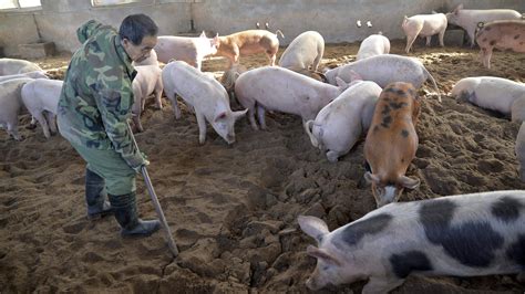 Peste porcine africaine lindustrie canadienne se prépare