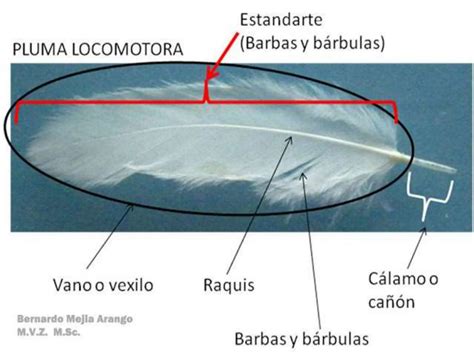 Clasificacion De Las Aves Desde Hace Millones De A Os Ppt