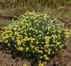 Helichrysum italicum seeds, organic | Strictly Medicinal Seeds