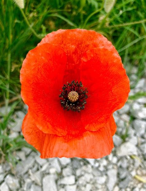 Blooming Poppy Papaver Rhoeas Tamb M Chamada De Papoula Ou Rosa De