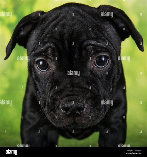 Black female American Staffordshire Bull Terrier dog or AmStaff puppy on green background Stock ...