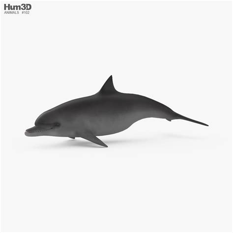 Common Bottlenose Dolphin Low Poly Rigged Animated D On Hum D