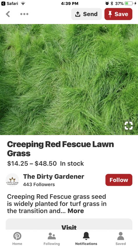 Creeping red fescue - anyone familiar? | Lawn Care Forum