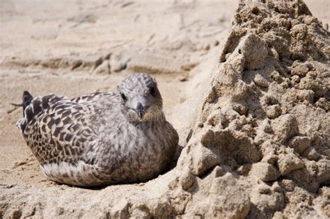 Baby seagull looking cute stock image. Image of nestling - 26195439