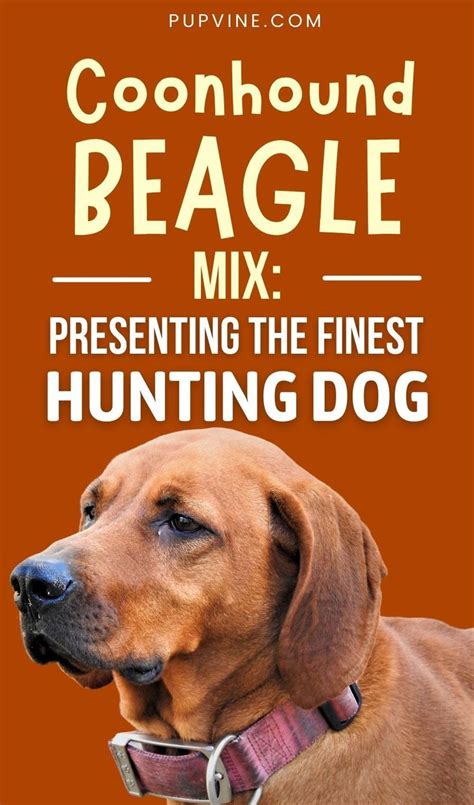 Coonhound Beagle Mix – Is This The Best Beagle Mix? | Beagle mix, Coonhound, Beagle