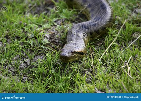 Anaconda Vert Eunectes Murinus Stock Photo Image Of Reptile America