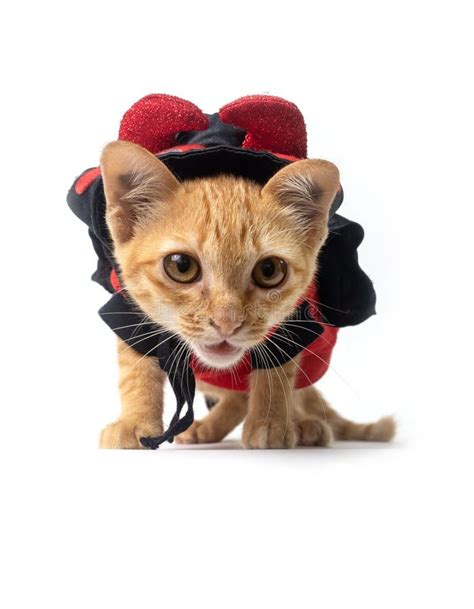 Young Kitty Cat Wearing Devil Costume for Halloween Looking for ...