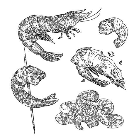 Premium Vector Shrimp Fish Seafood Set Sketch Hand Drawn Vector