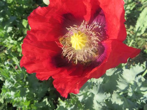 poppy bread seed giving ground seeds