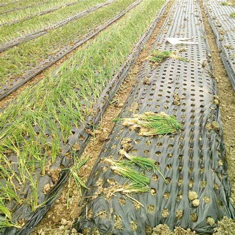 Weed Control With Mulch Film A Practical Guide Aneuma Agricultural Film