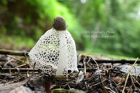 bridal veil stinkhorn from 中国云南省西双版纳傣族自治州勐腊县W7J2 RX3 邮政编码 666303 on